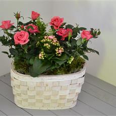 Rose Blush Planted Basket