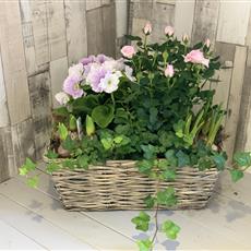 Seasonal Planted Basket - Pastel