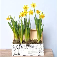 Daffodils Love Box