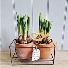 Rustic Spring Bulb Duo in Terracotta Pots